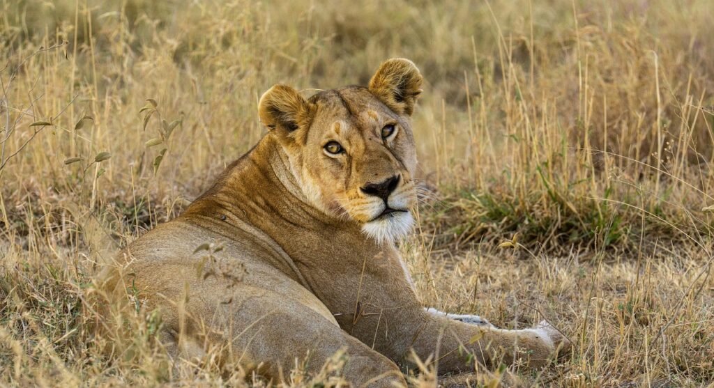 lion, tanzania, serengeti, nature, big cat, animal, wilderness, wildlife, africa, predator, lion, serengeti, serengeti, serengeti, serengeti, serengeti