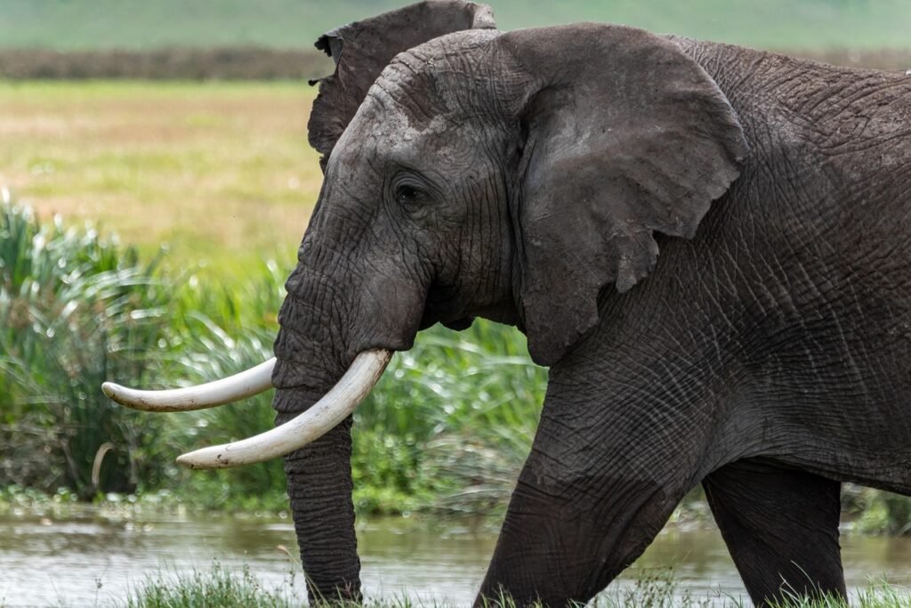 elephant, africa, serengeti, safari, animals, tanzania, wildlife, landscape, water, crater, nature, wild, mammal, national park, elephants