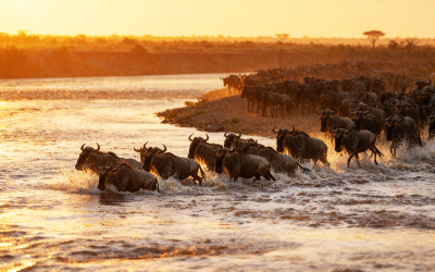 wildebeest, kenya, river crossing, wildlife, migration, africa, nature, herd, savanna, mara river, safari, african wildlife, golden hour, mammals, great migration, grasslands, ai generated