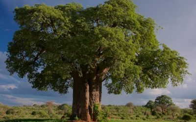 tree, baobab, tarangire national park, tanzania, landscape, wilderness, wild, nature, tree, tree, tree, tree, baobab, baobab, baobab, baobab, baobab, tanzania, tanzania