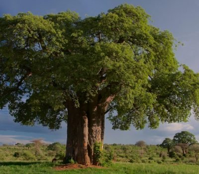 tree, baobab, tarangire national park, tanzania, landscape, wilderness, wild, nature, tree, tree, tree, tree, baobab, baobab, baobab, baobab, baobab, tanzania, tanzania