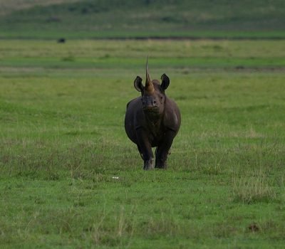 rhino, rhinoceros, wildlife, nature, endangered, safari, africa, tanzania, landscape, ngorongoro crater, mammal, ngorongoro crater, ngorongoro crater, ngorongoro crater, ngorongoro crater, ngorongoro crater