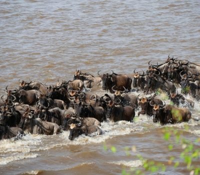 mara river, wildebeest, crossing, migration, tanzania, serengeti, animals, nature, mara river, wildebeest, wildebeest, wildebeest, wildebeest, wildebeest, migration, serengeti, serengeti, serengeti