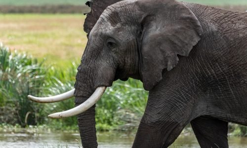 elephant, africa, serengeti, safari, animals, tanzania, wildlife, landscape, water, crater, nature, wild, mammal, national park, elephants
