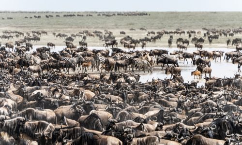 Vast herd of wildebeests and zebras during migration in Mara, Tanzania, showcasing wildlife diversity.