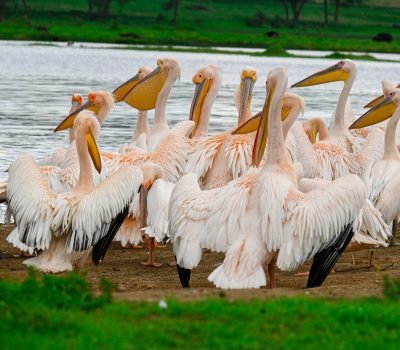 A flock of Great White Pelicans on the lakeshore at Lake Nakuru National Park in Kenya.