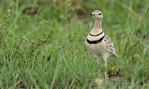 Double-banded courser standing in Botswana grassland, showcasing natural beauty and wildlife.