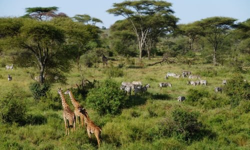 Majestic giraffes and zebras roam amidst the verdant landscape of Tanzania's Arusha Region, showcasing African wildlife.