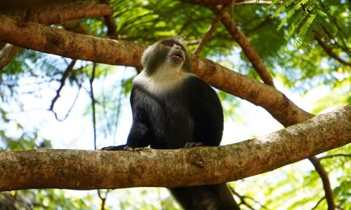 A black and white monkey sits on a tree branch in Arusha, Tanzania.