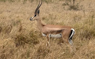 A Grant's gazelle standing in the dry grassland of Serengeti National Park, Tanzania.